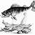 how to draw a walleye