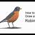 how to draw american robin