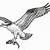 how to draw an osprey