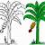 how to draw banana tree step by step