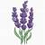how to draw lavender flowers