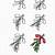 how to draw mistletoe step by step