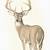 how to draw white tailed deer