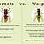 how to tell wasp from hornet