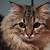 kucing maine coon mix persia