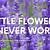 little flowers never worry instrumental