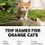 orange cat names unique