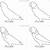 parrot easy drawing step by step