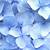 pastel blue flower aesthetic