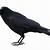 png raven animal