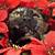 poinsettia and cats uk