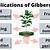 q18 enlist the applications of gibberellins