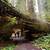 redwood f