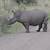 rhino animated gif