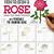 rose drawing step by step for beginners
