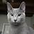 russian blue hypoallergenic cats for adoption