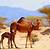 sahara desert animals adaptations