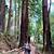 san francisco redwoods tours to muir woods