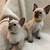 siamese cats for sale merseyside