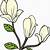 simple magnolia flower drawing