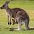small animals for pets australia