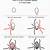 step by step spider drawing
