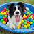 the dog house pet resort reviews