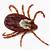 tick animal png