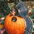 what animals eat pumpkins and gourds