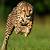 what is the fastest animal i