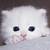 white persian cats for adoption