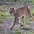 wild cats in texas hill country