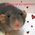 will you be my valentine rat