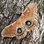 wood looking moth
