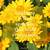 yellow flower quotes goodreads