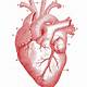 Anatomical Heart Images Free