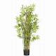 Bamboo Home Depot Plant