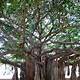 Banyan Tree Images Free