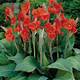 Canna Bulbs Home Depot