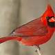 Cardinal Images Free