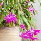 Christmas Cactus Images Free