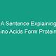 Create A Sentence Explaining How Amino Acids Form Proteins.