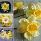 Crochet Daffodil Free Pattern