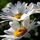 Daisies Images Free