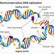 Dna Replication Template