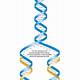 Dna Serves As A Template For The Synthesis Of
