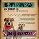 Dog Flyer Template Free