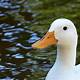 Duck Images Free
