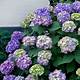 Endless Summer Hydrangea Home Depot