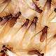 Formosan Termites Swarming
